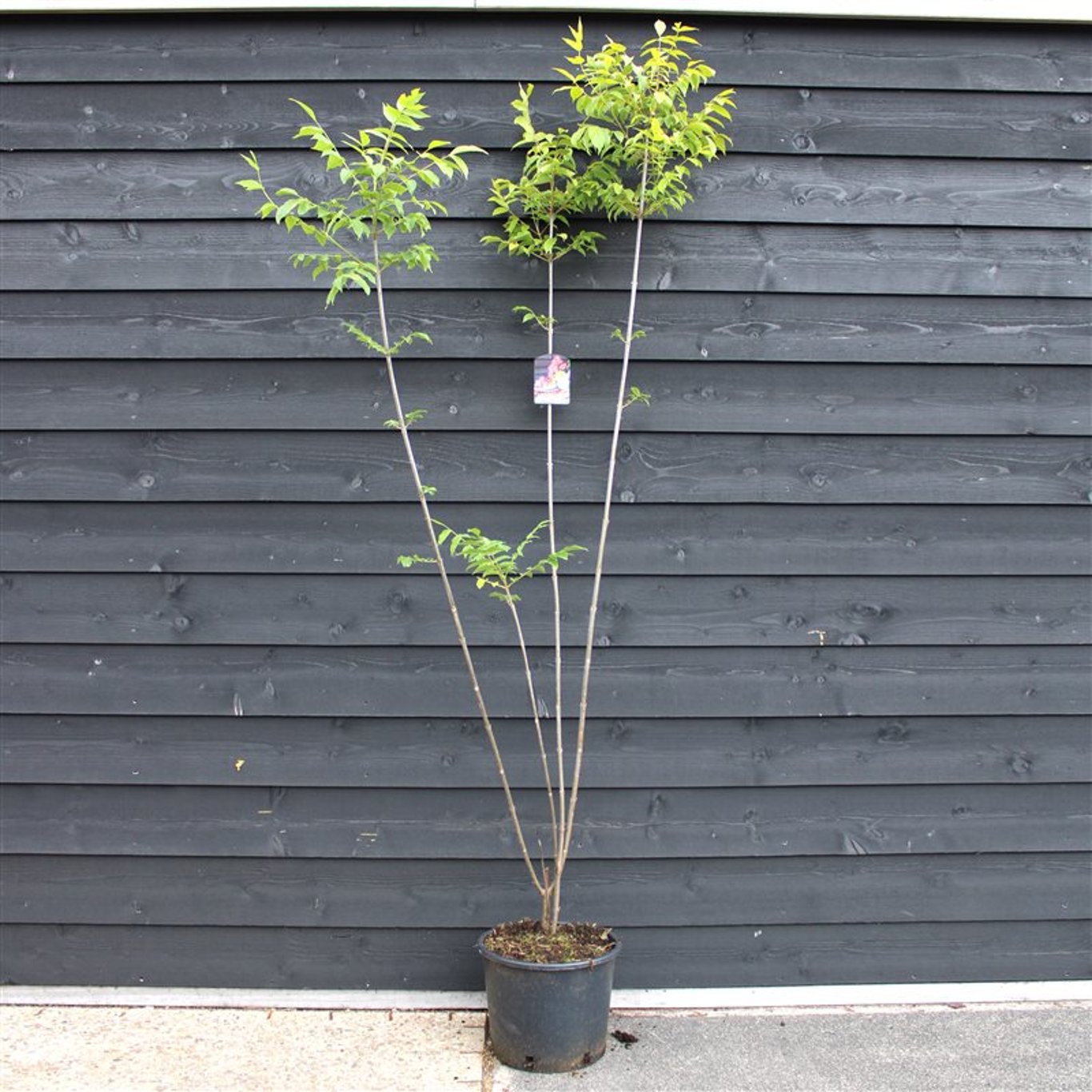 Tetradium daniellii - C20 100-125 CM